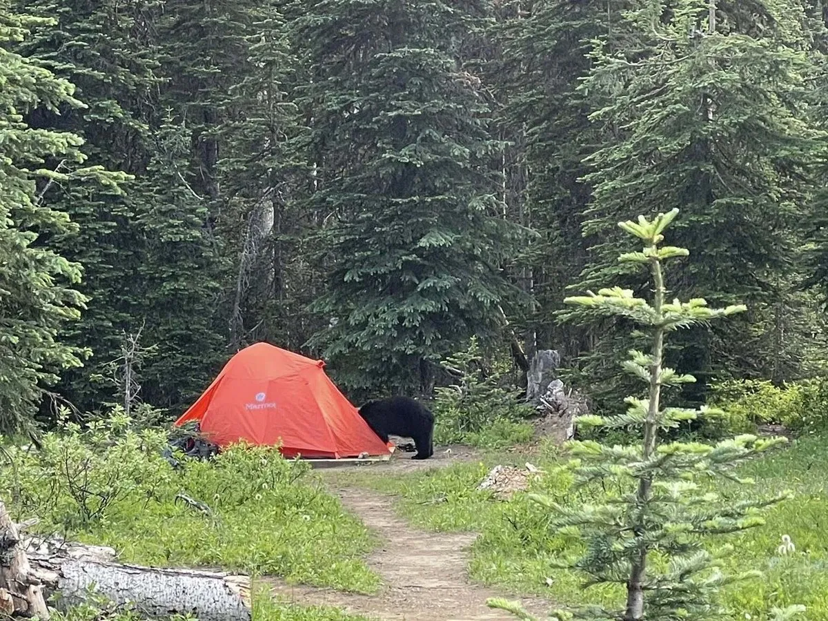 Bears targeting Lake Minnewanka campsites trigger closures