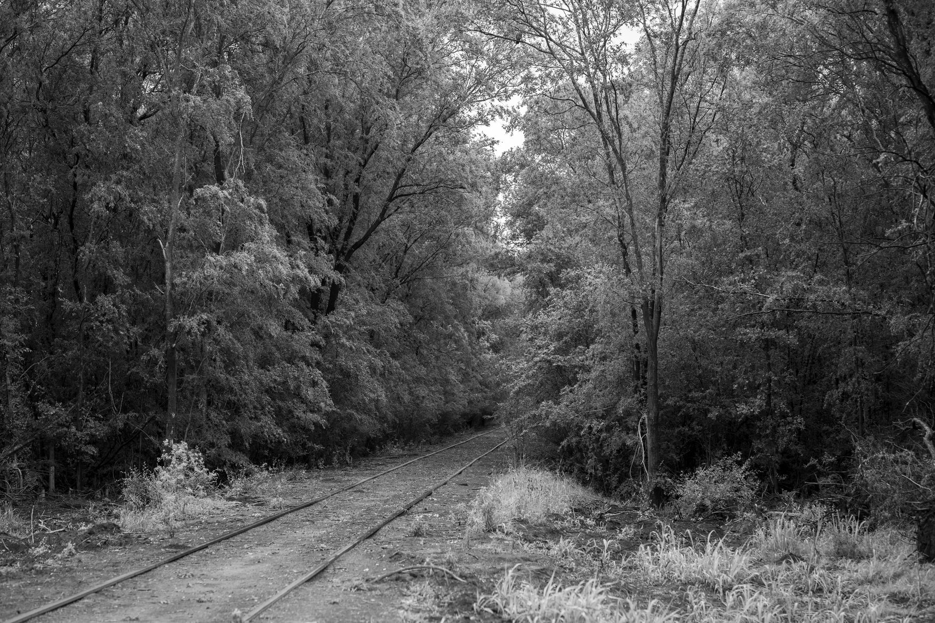 VIA Rail will stop serving Guildwood and Malton stations starting October 25