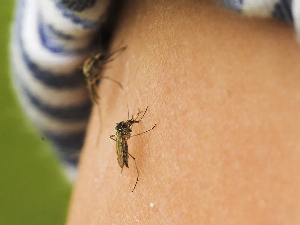 June rainfall makes Edmonton wettest month on record, mosquitoes surge back