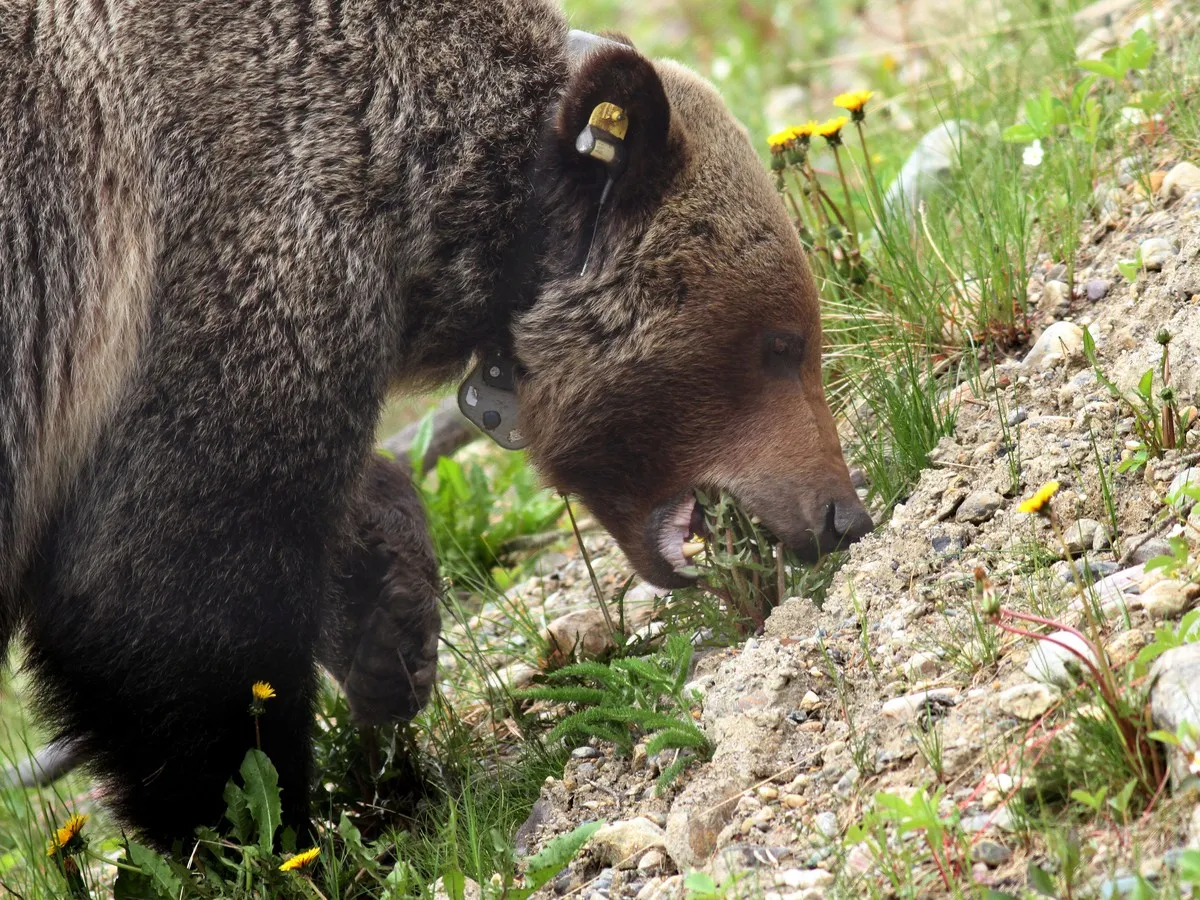 Parks Canada bans stops on Bow Valley Parkway after bear jams spike