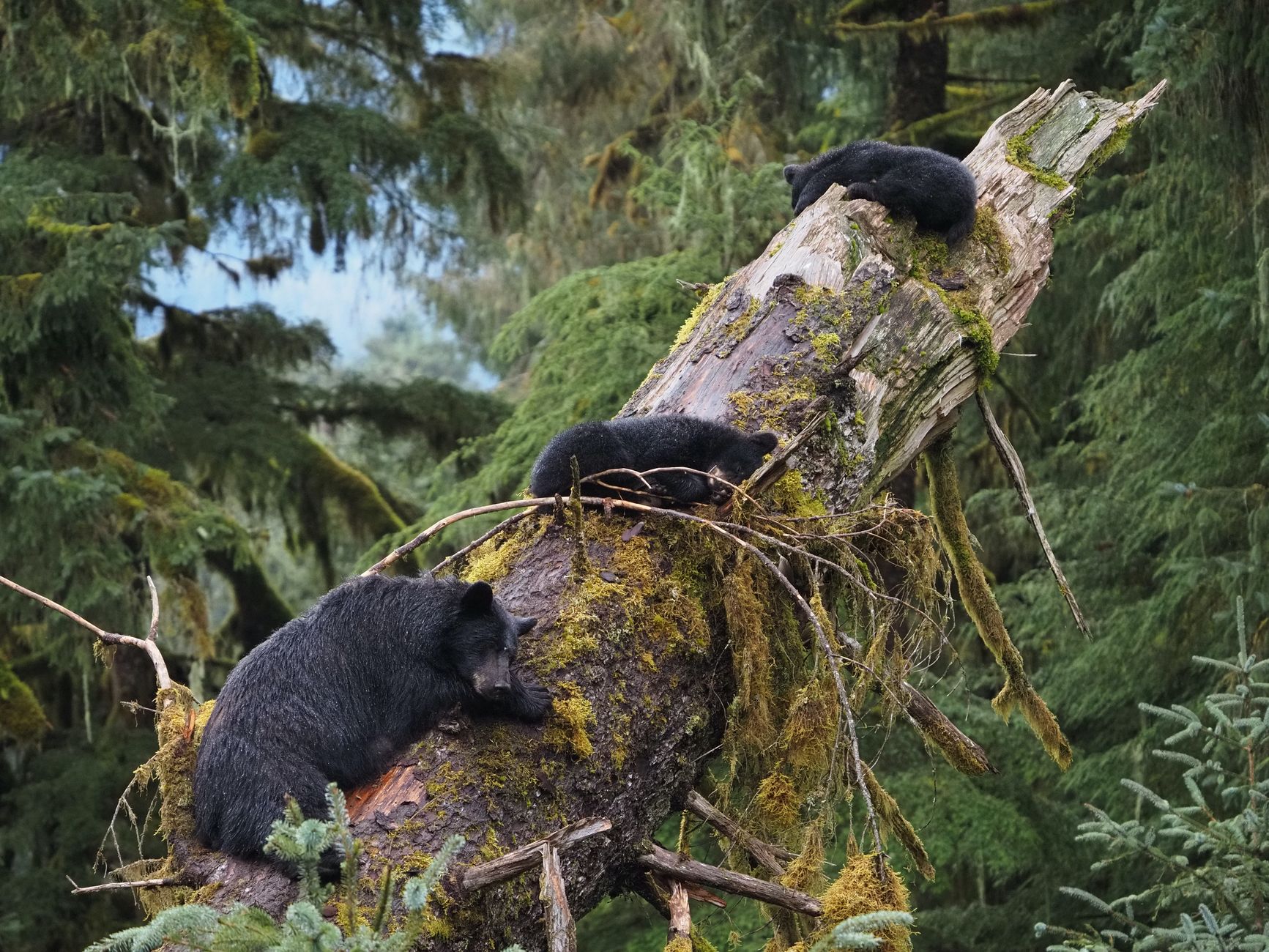 Six black bears killed on North Shore this season after foraging for human food