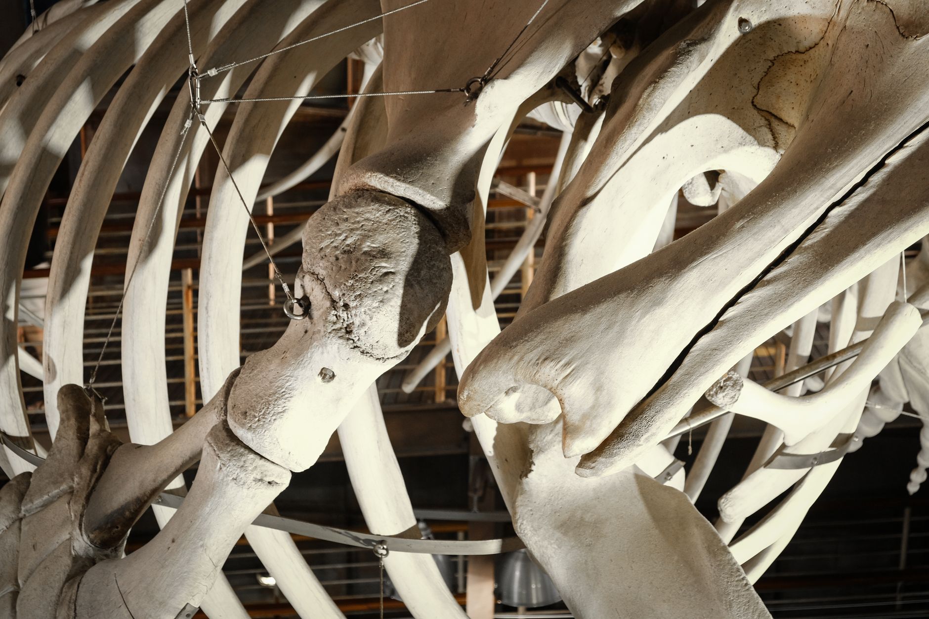 Ottawa's beluga bones tell the story of when the city lay beneath an ancient sea