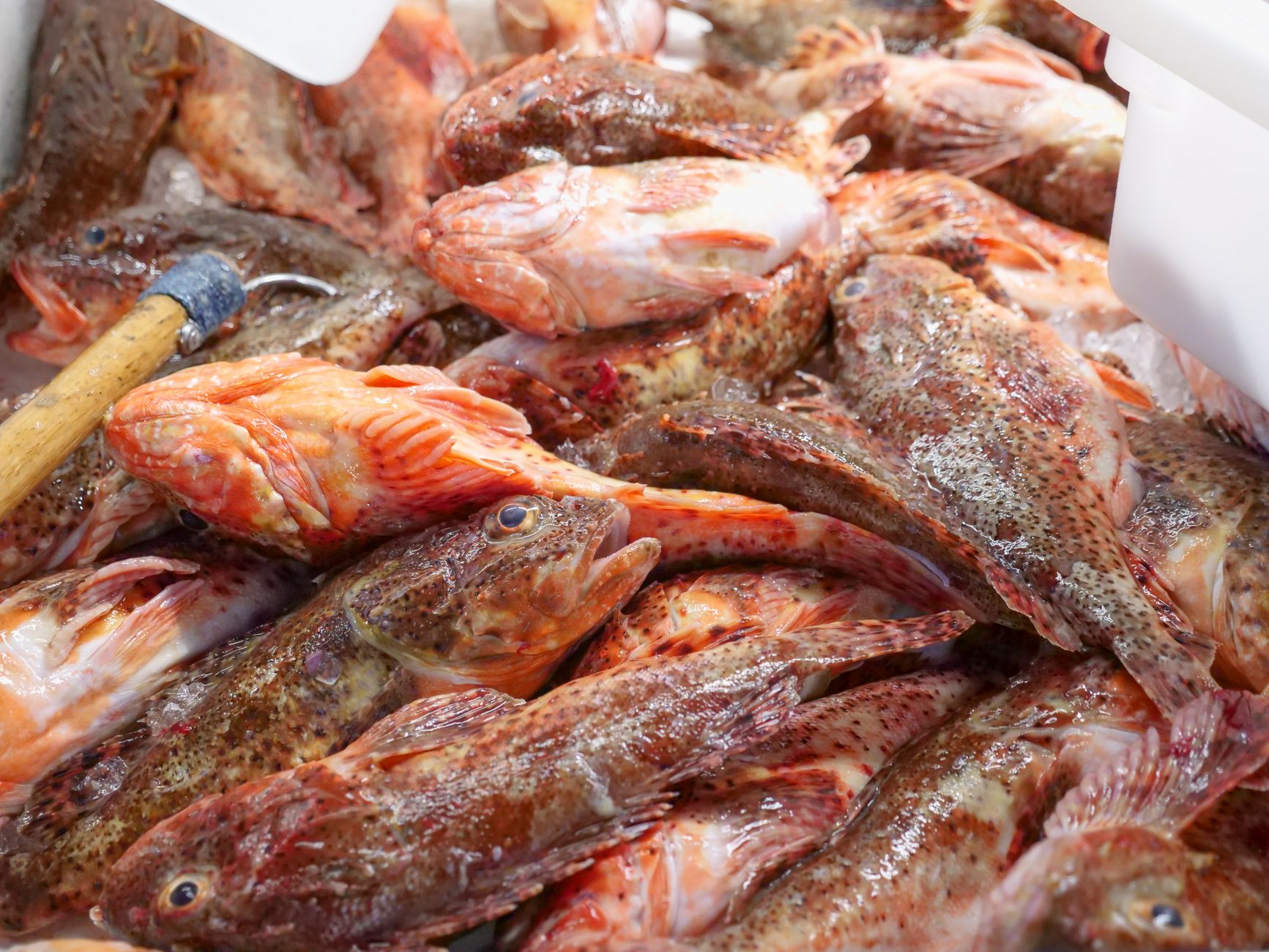 Loblaw seafood products recalled nationwide over undeclared mustard allergen