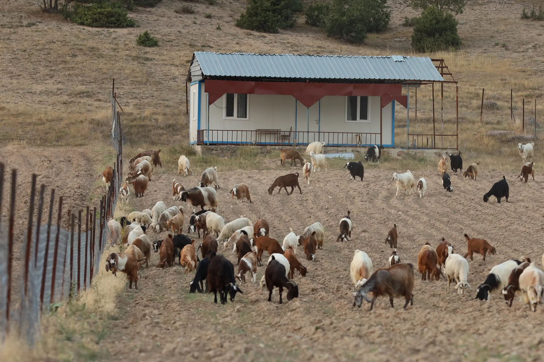 Okotoks uses herd of goats to control invasive weeds