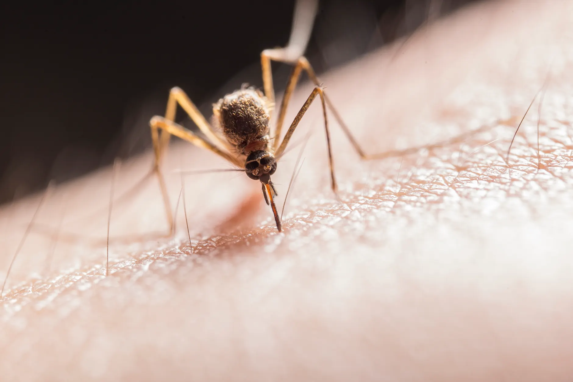 Mosquitoes are back. Here's what to expect