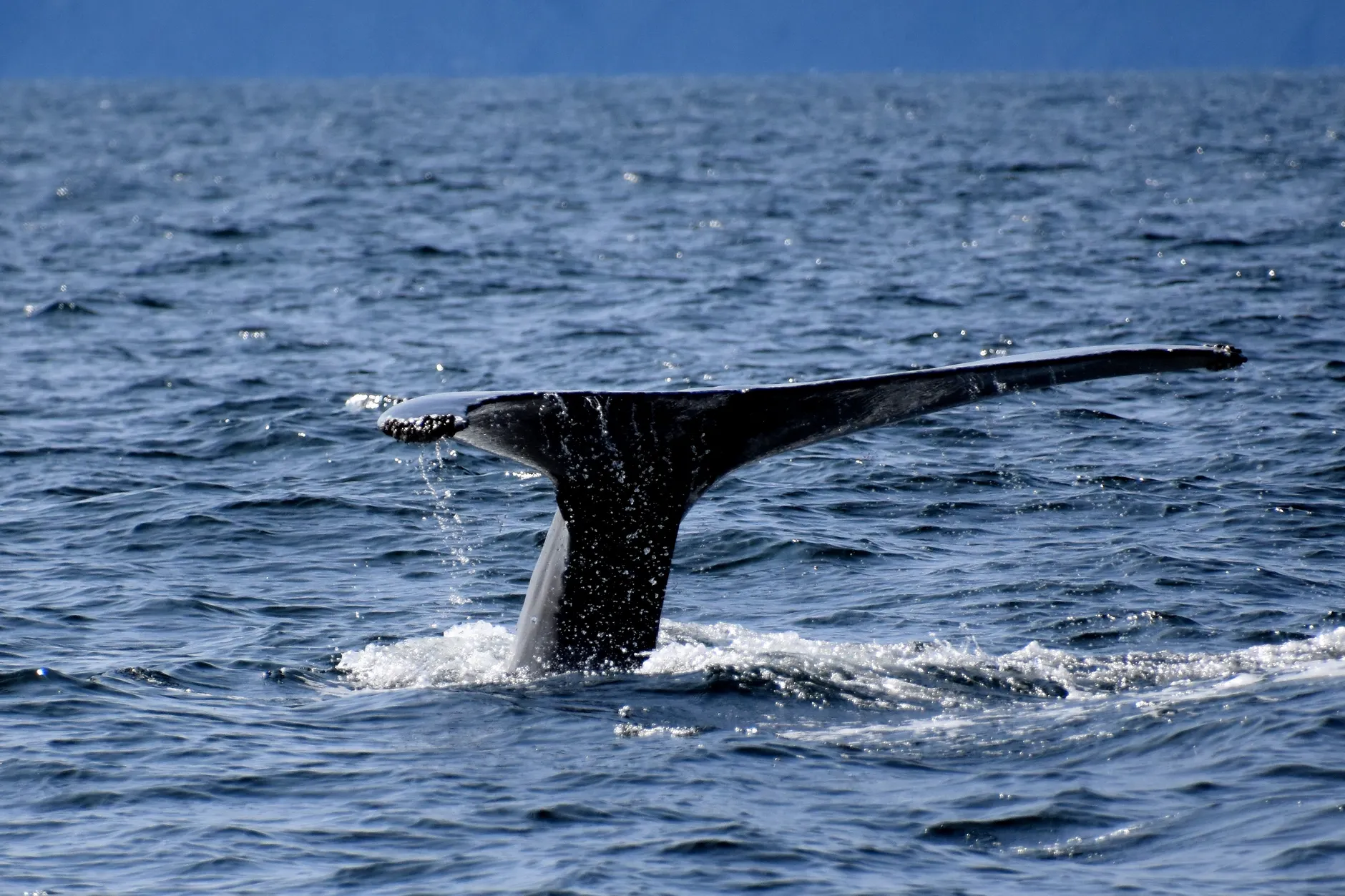 Humpback Artemis freed after four days entangled in fishing gear