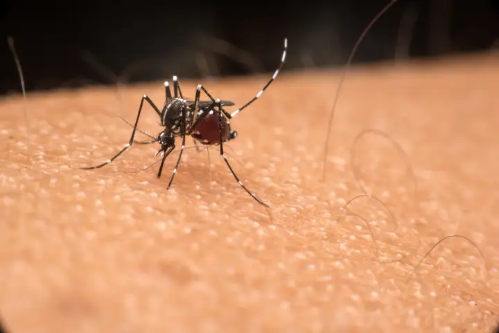 Mosquito population explodes after heavy rain
