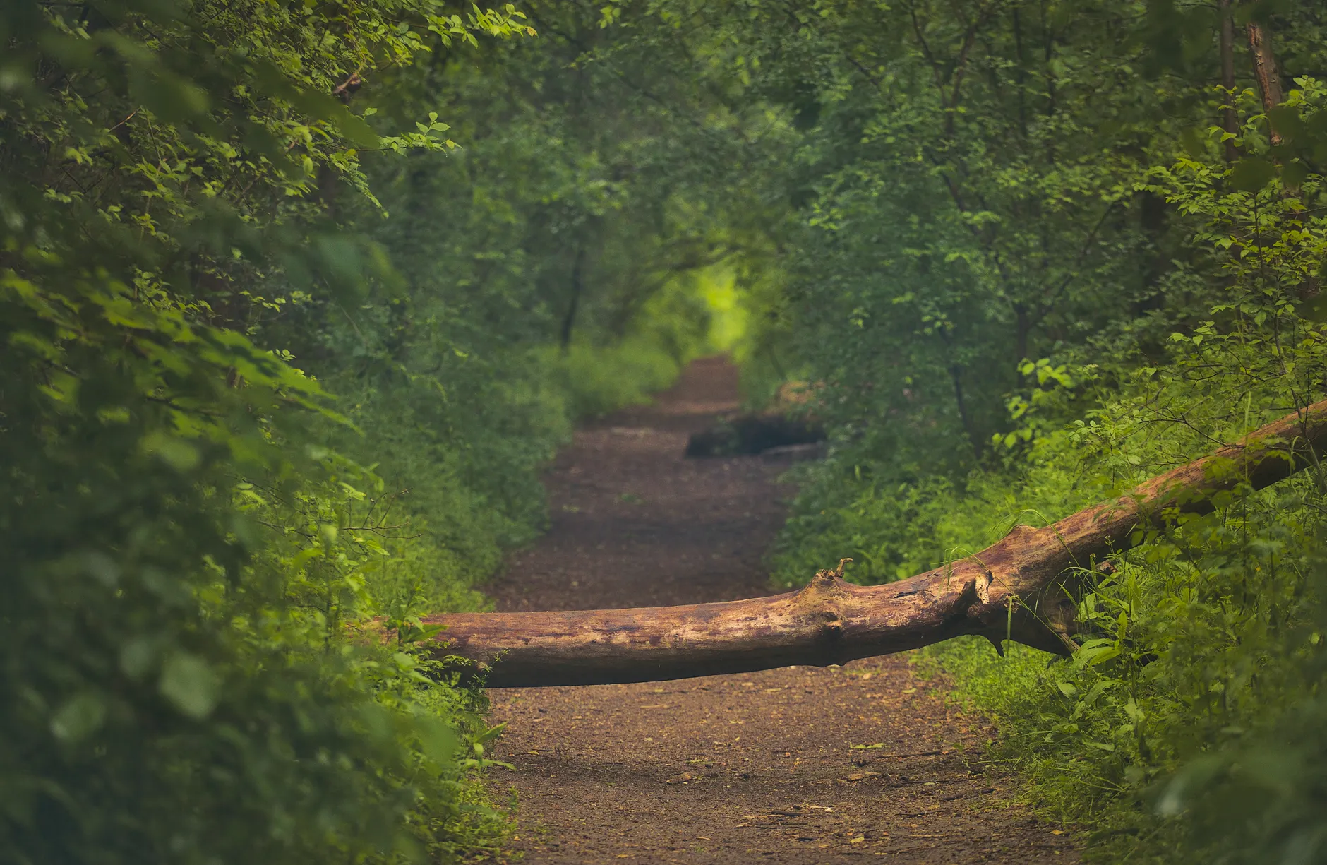 West Vancouver sued after tree falls on woman in Lighthouse Park