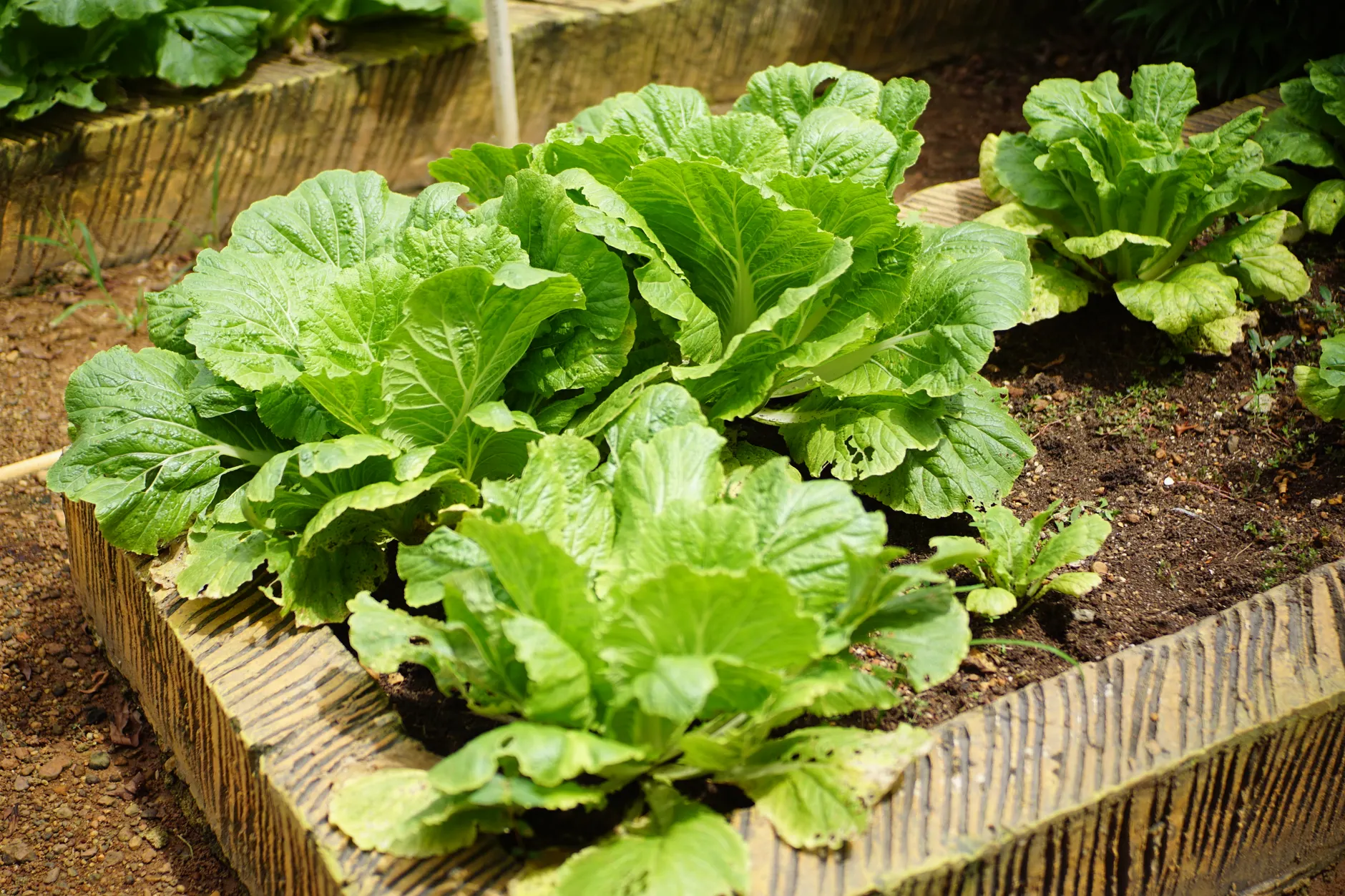 Richmond food company funds 15 organic garden grants across North America