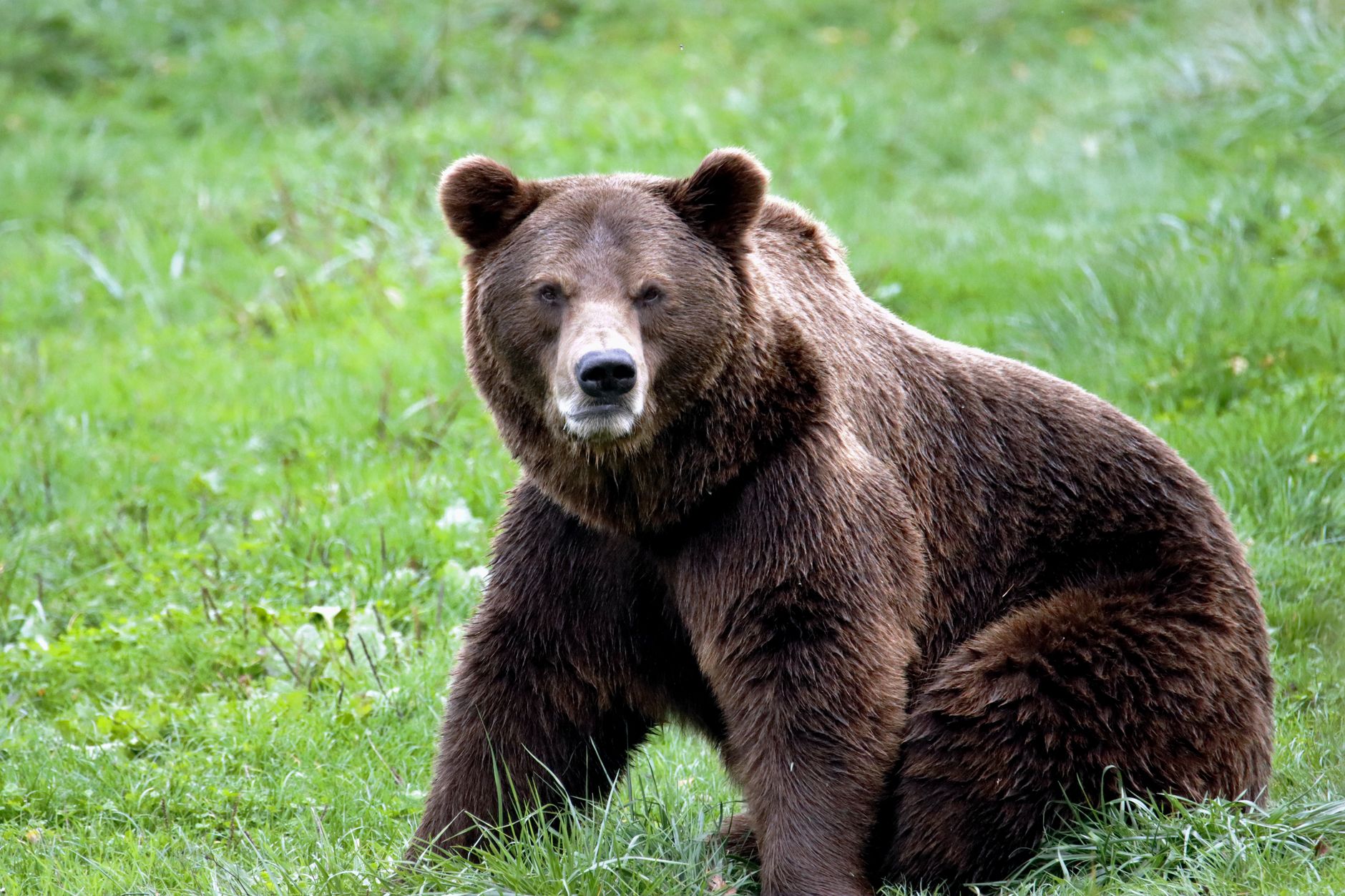 Grizzly shot illegally along Highway 734 near Sundre