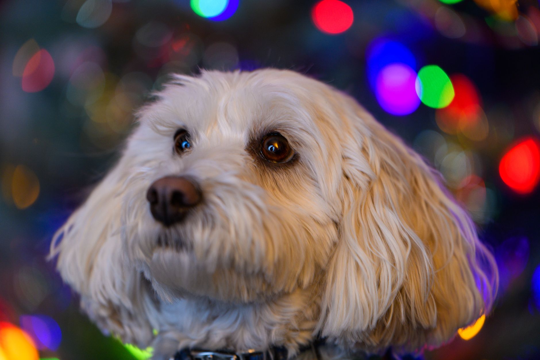 Dog-tor Conrad Sparkles elected Calgary's third Dog Mayor at Pixel Park