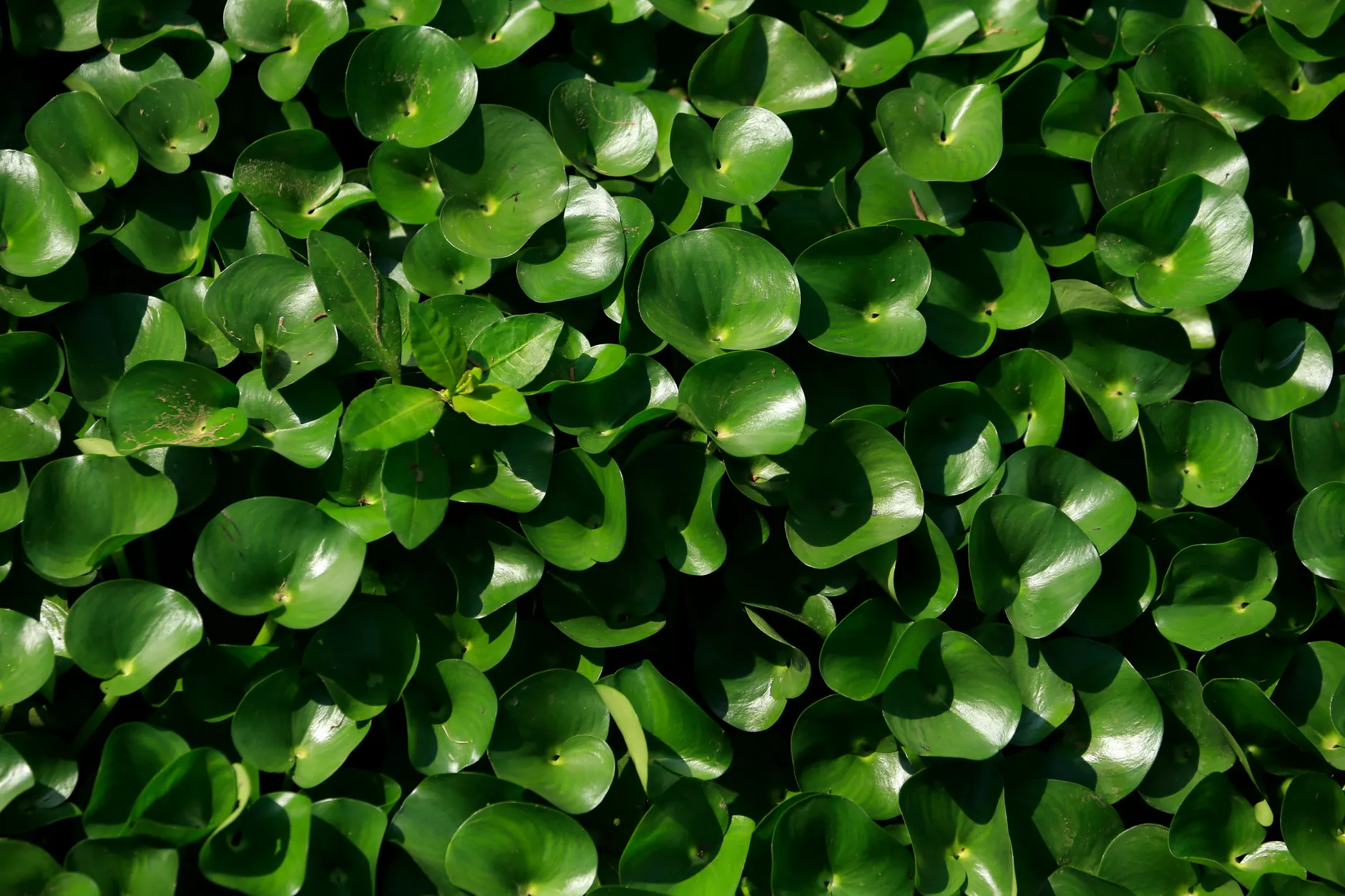 Giant knotweed invasive plant confirmed in Edmonton for the first time
