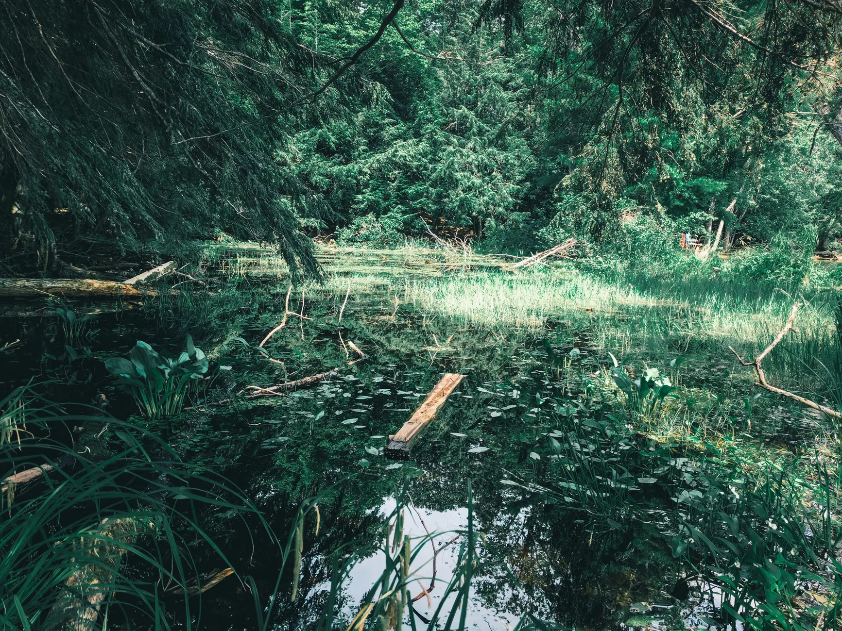 Alberta wetland drainage rules spark conservation concerns as farmland exemption expands
