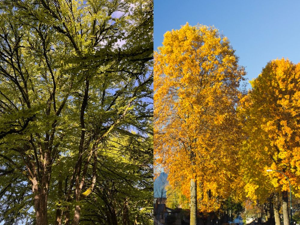 Readers share favourite Vancouver trees: giant sequoia, maples, ginkgos, and more