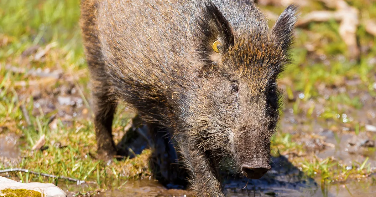 Ontario using thermal-imaging drones to track invasive wild pigs