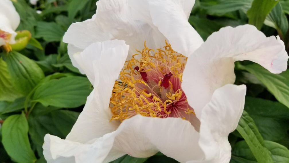 Royal Botanical Gardens After Dark transforms Burlington's gardens into evening art and dance destination