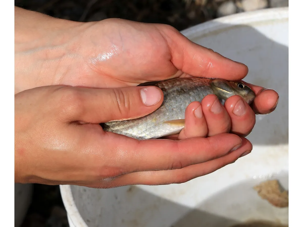 Invasive Prussian Carp found in Evanston storm pond, city developing management plan