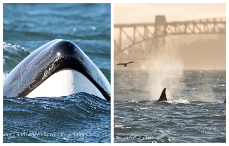More whales spotted in Metro Vancouver waters than ever