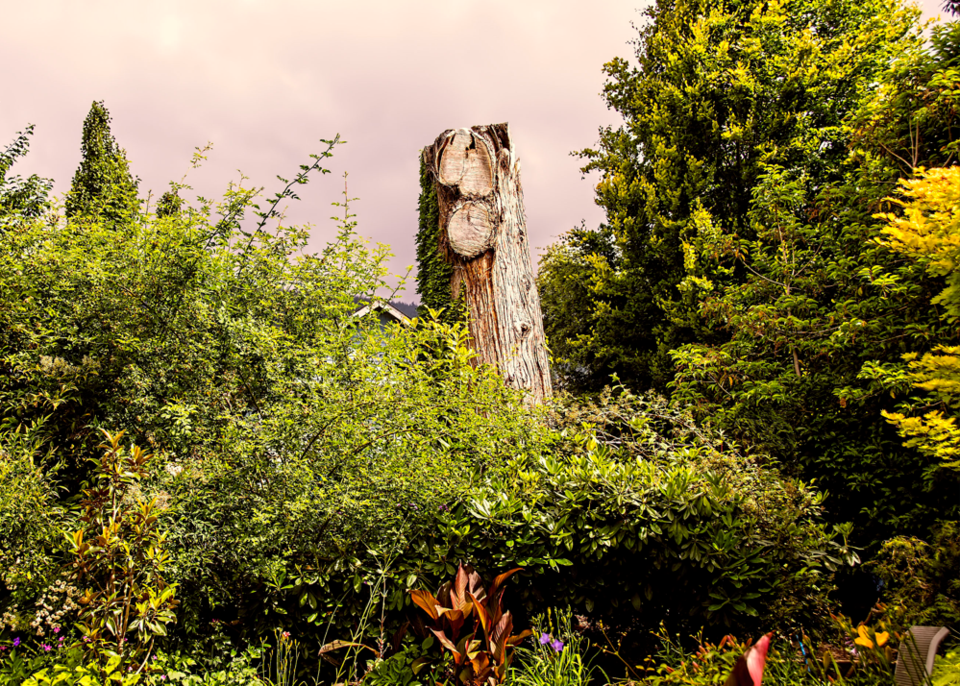 West Vancouver neighbours sue over ancient cedar tree cut without consent
