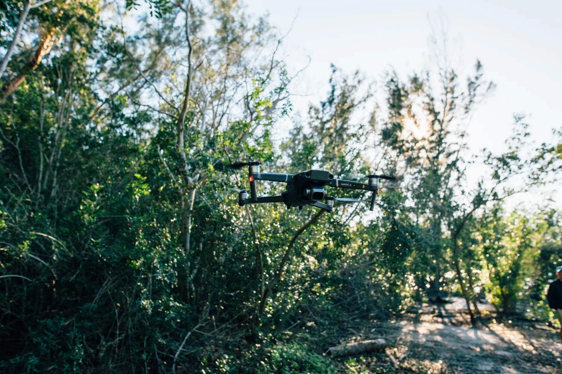 Ontario using thermal-imaging drones to track invasive wild pigs