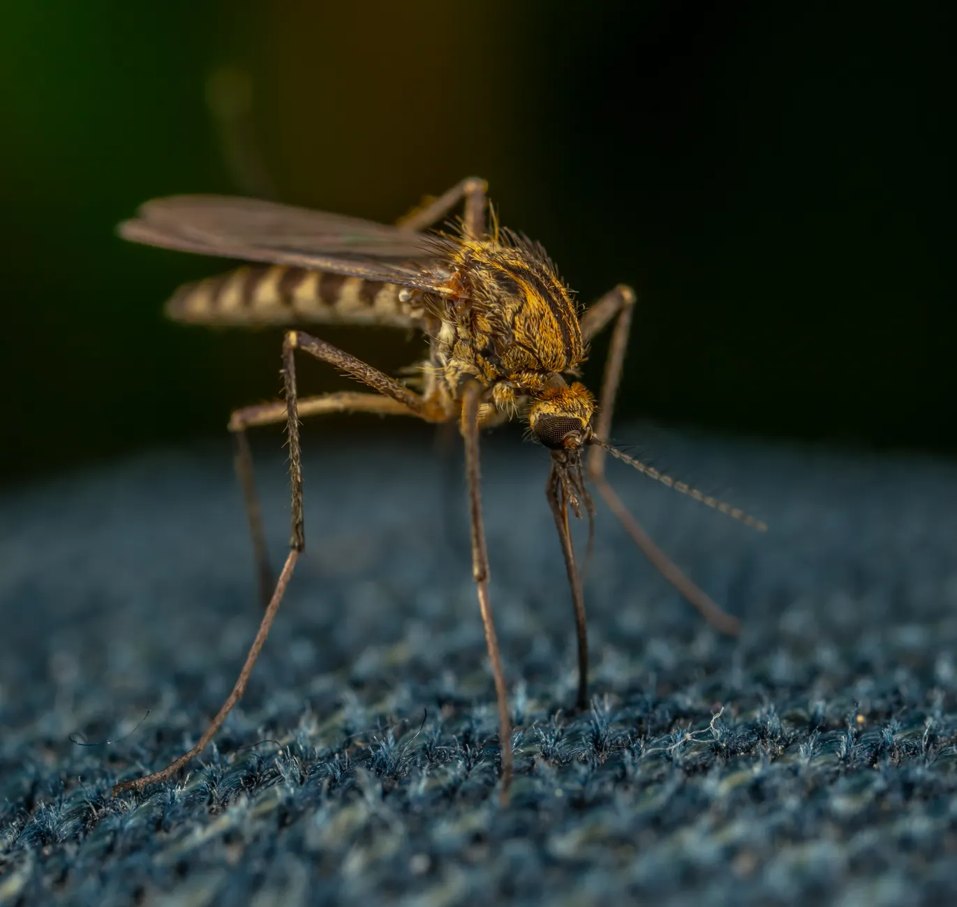 Major rainfall brings West Nile virus warning to Alberta