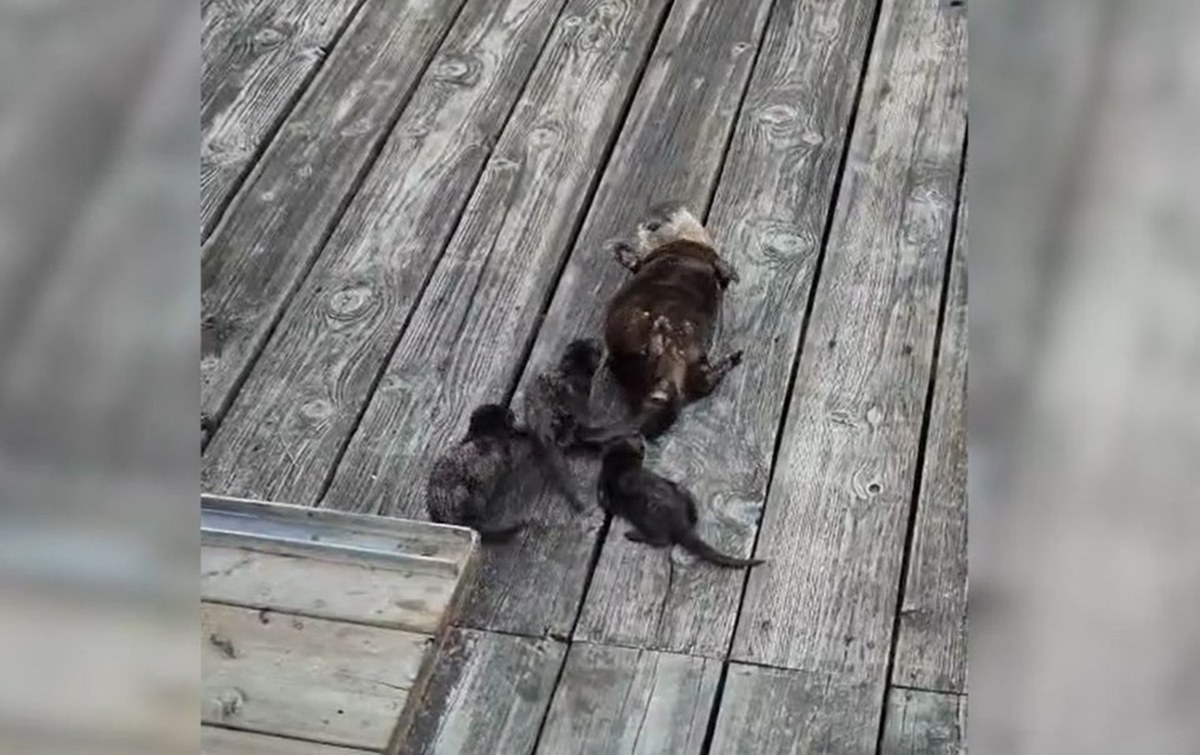 West Vancouver captures otter family and grey whale in single video moment