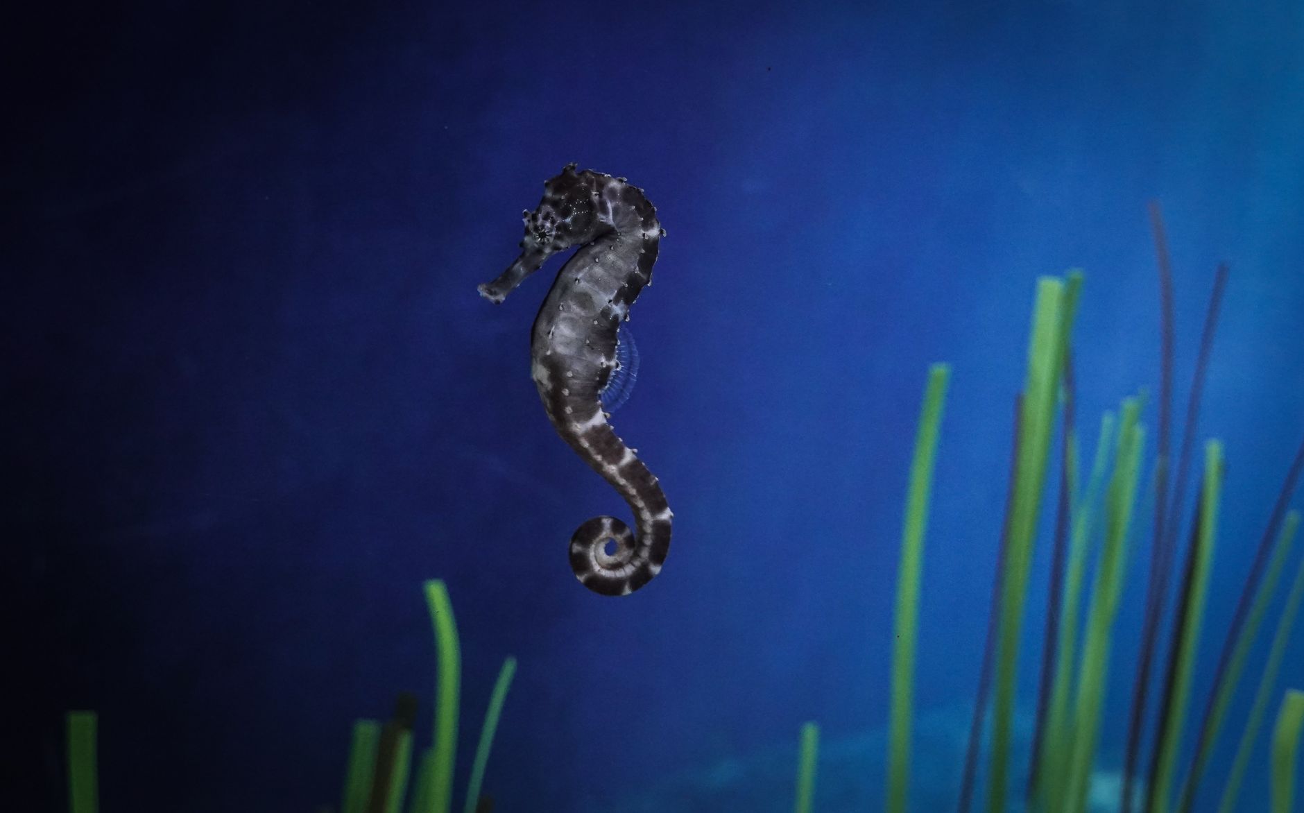 UBC professor honoured as new seahorse species named after her work