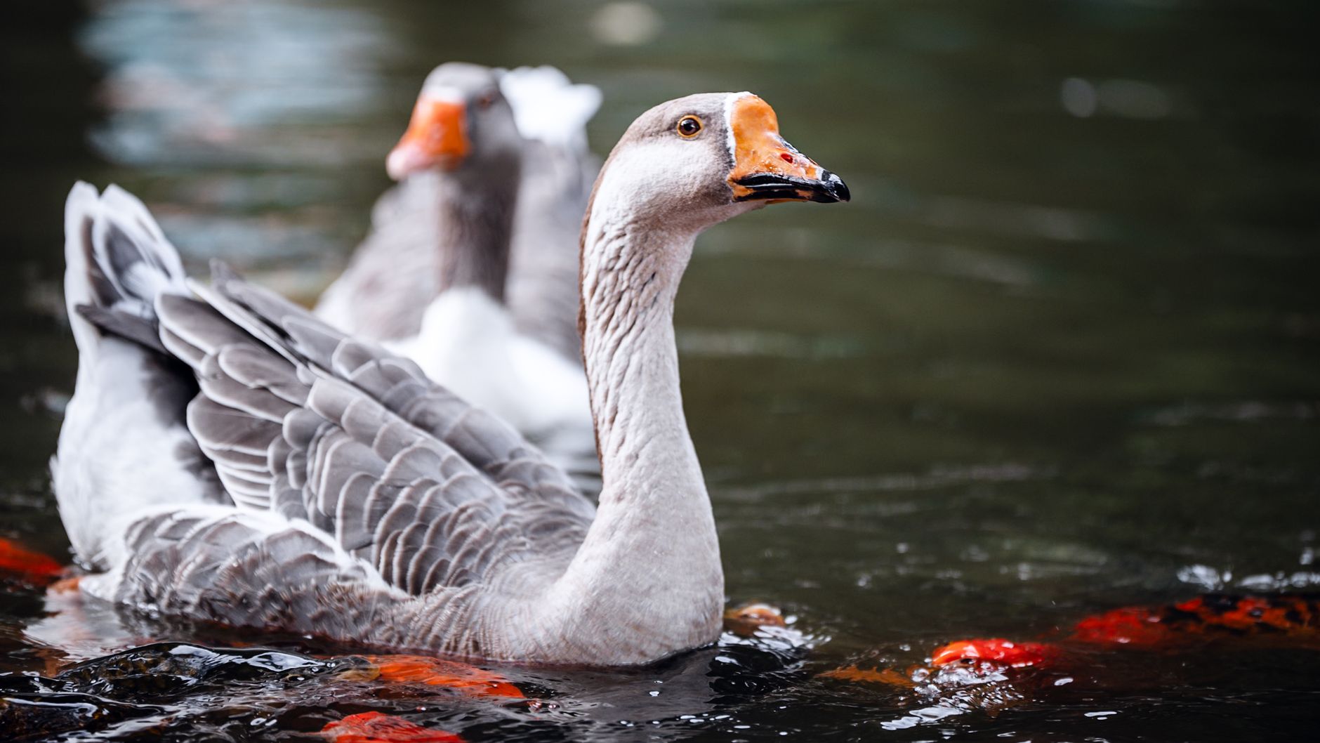 Lai Wah Heen's $8,888 TIFF goose requires three days' notice and imperial finesse