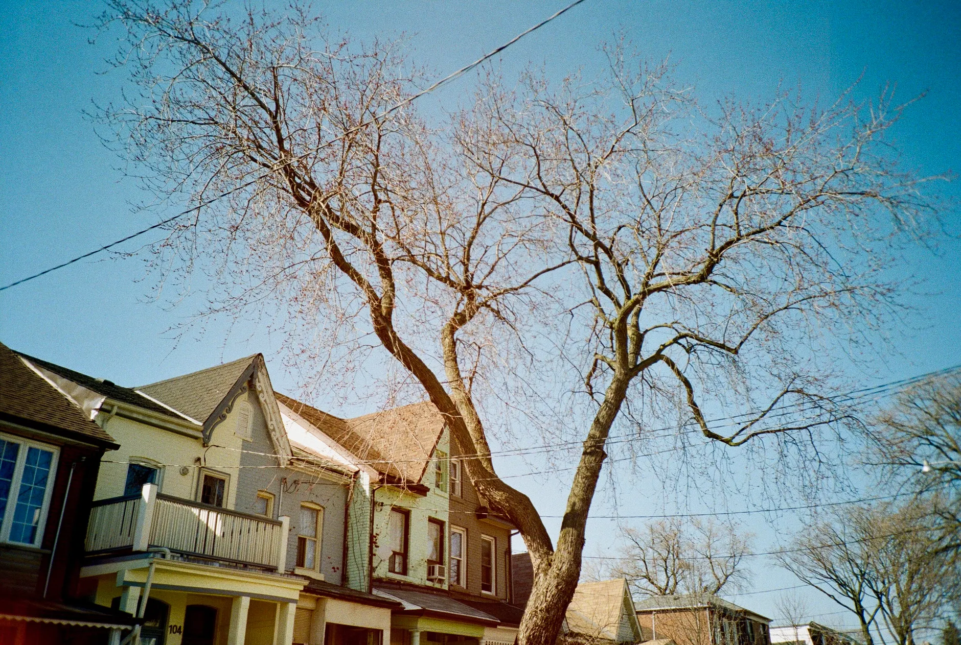 Dutch elm disease confirmed in Calder as province lifts pruning ban to allow 90,000 trees to be trimmed