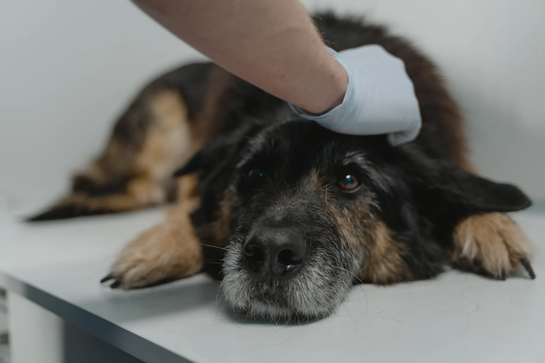 Zebra Centre welcomes Nitro, latest trauma-support dog