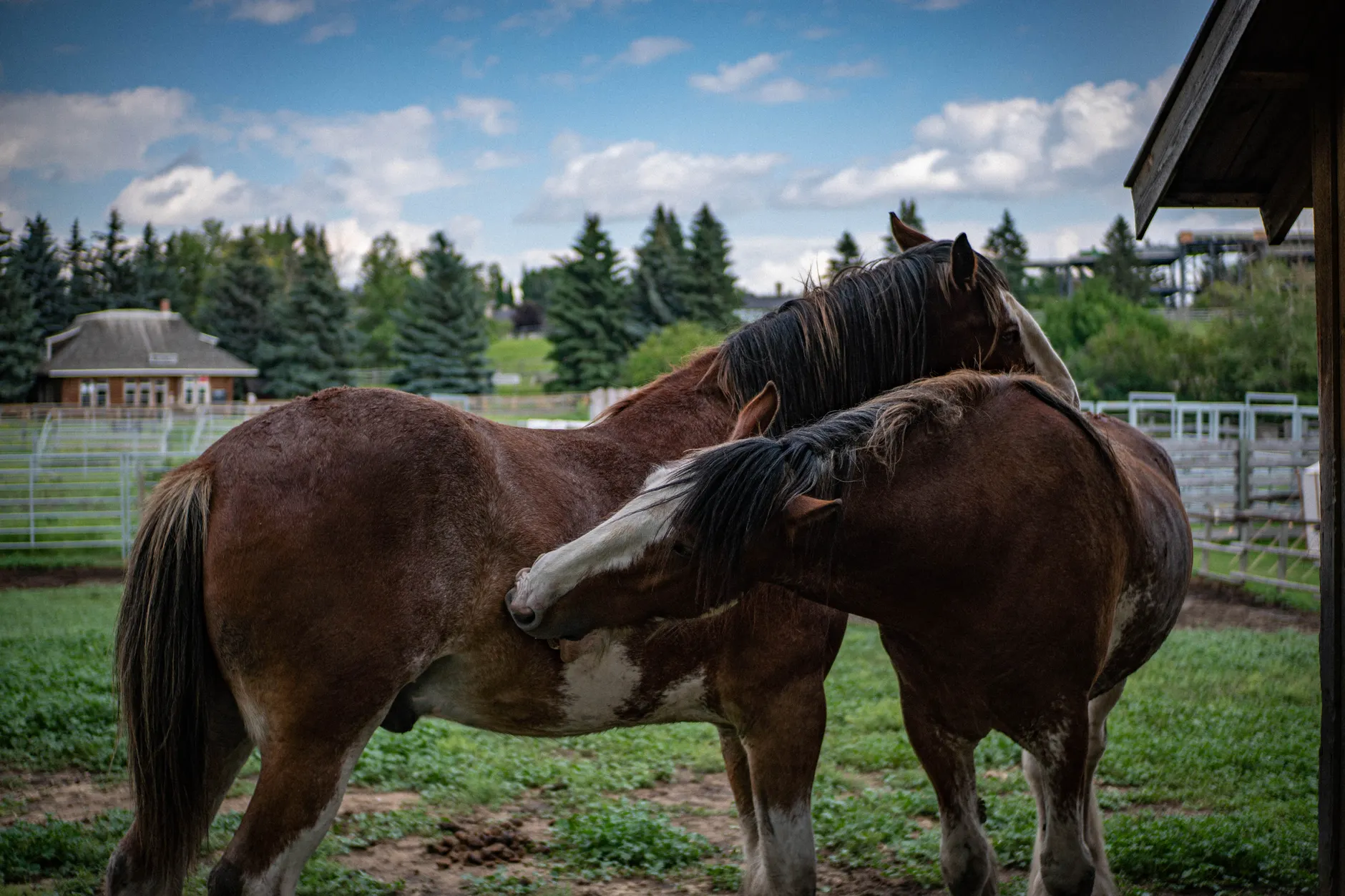 Heel & Hoof Horse Rescue holds spring market and photo opportunity