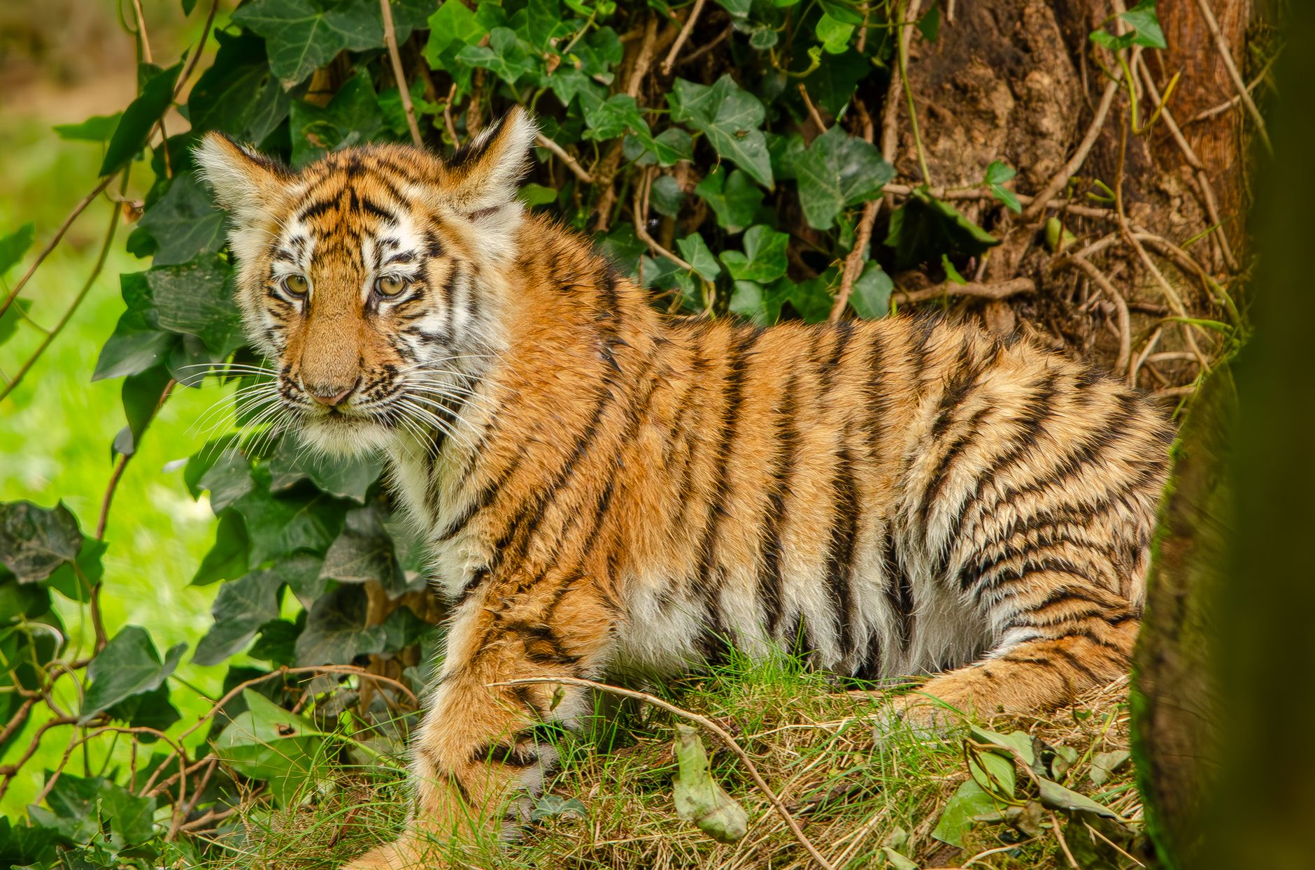 How Calgary Zoo trains its Amur tigers for their own medical care