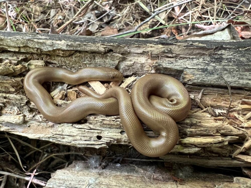 Researchers seek public help tracking rubber boas on Vancouver Island