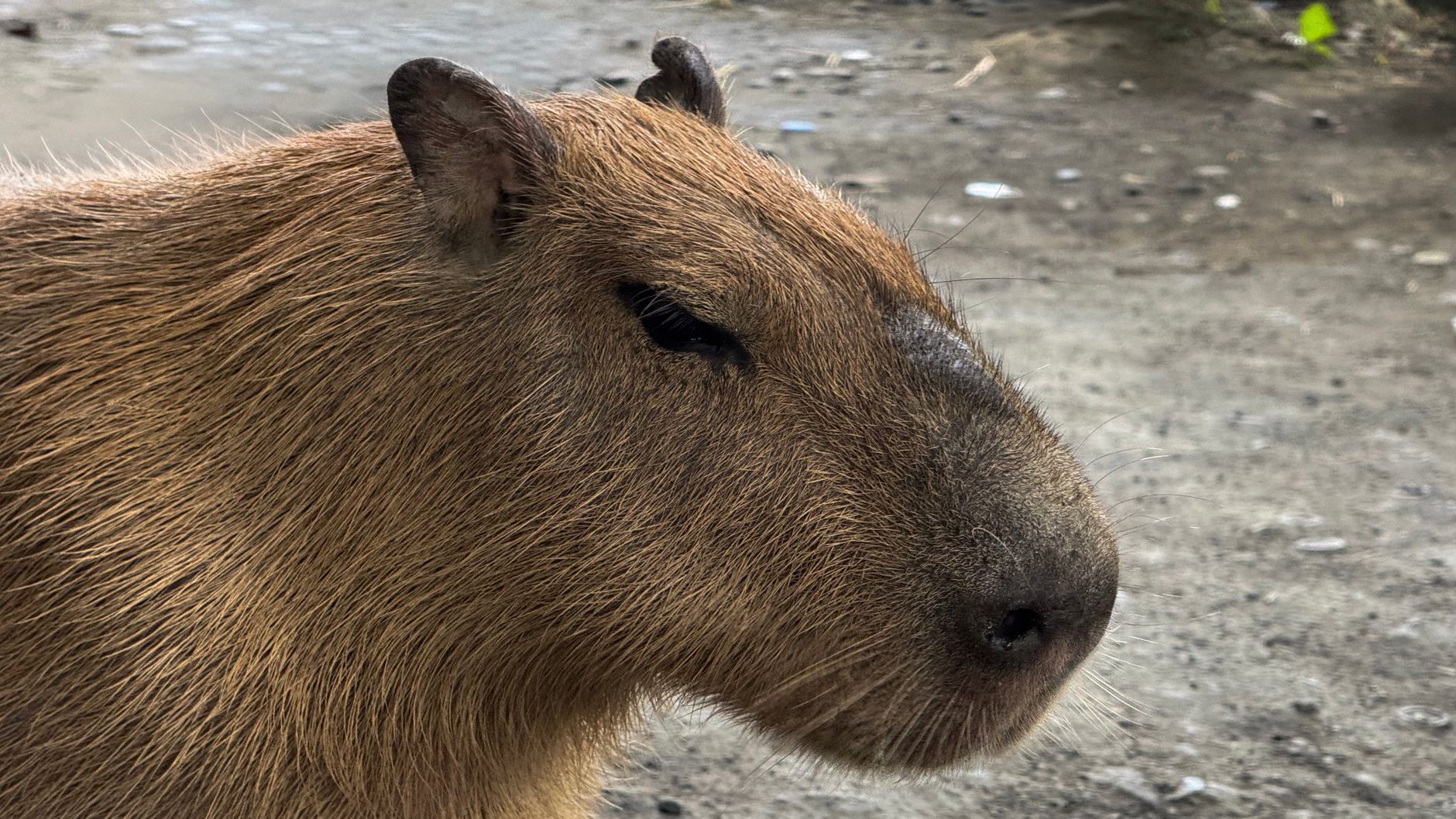 Capy Castaway, Toronto game inspired by escaped High Park Zoo capybaras, launches August 6