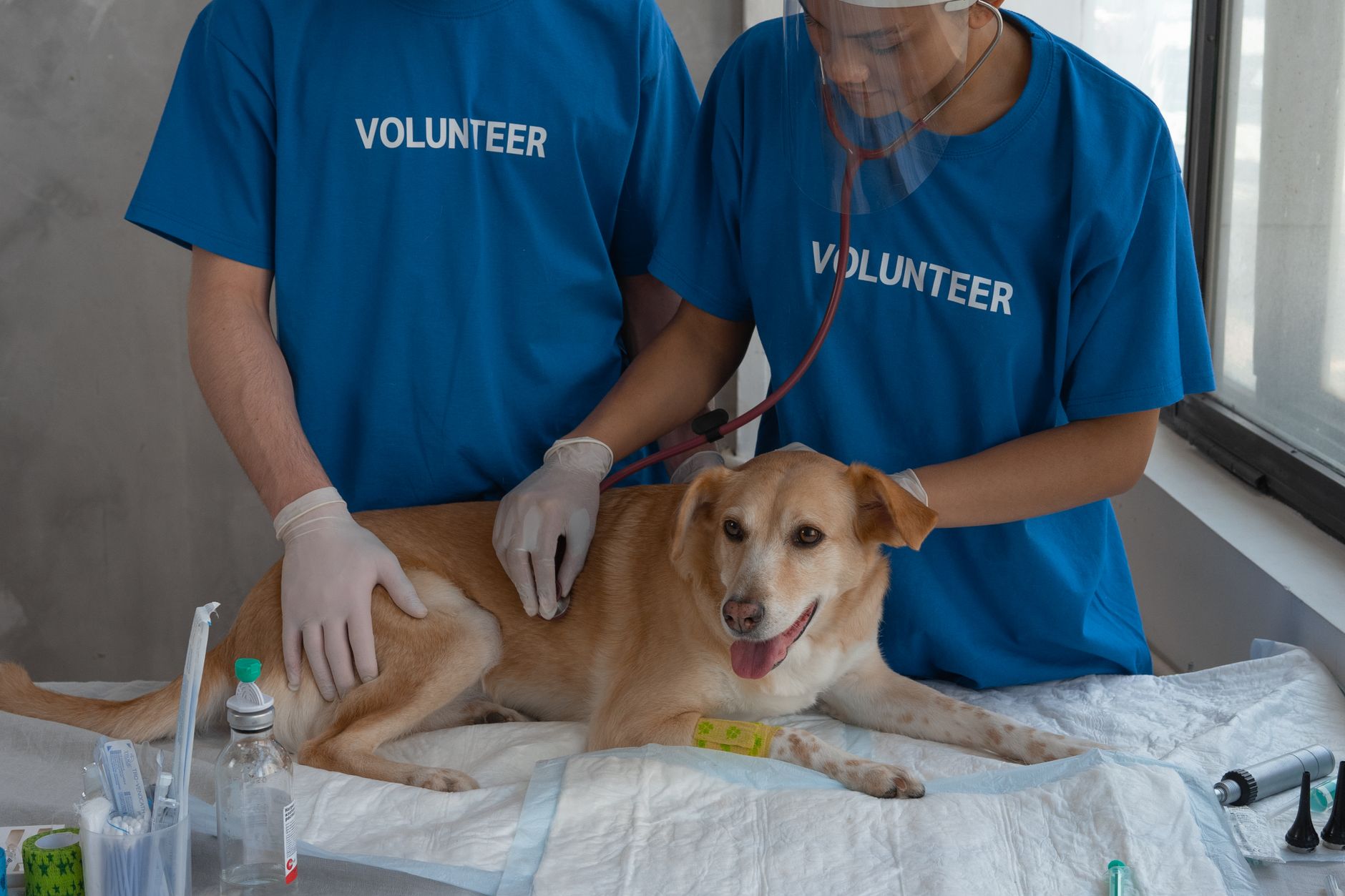 Ottawa Humane Society Opens Subsidized Vet Clinic in Vanier