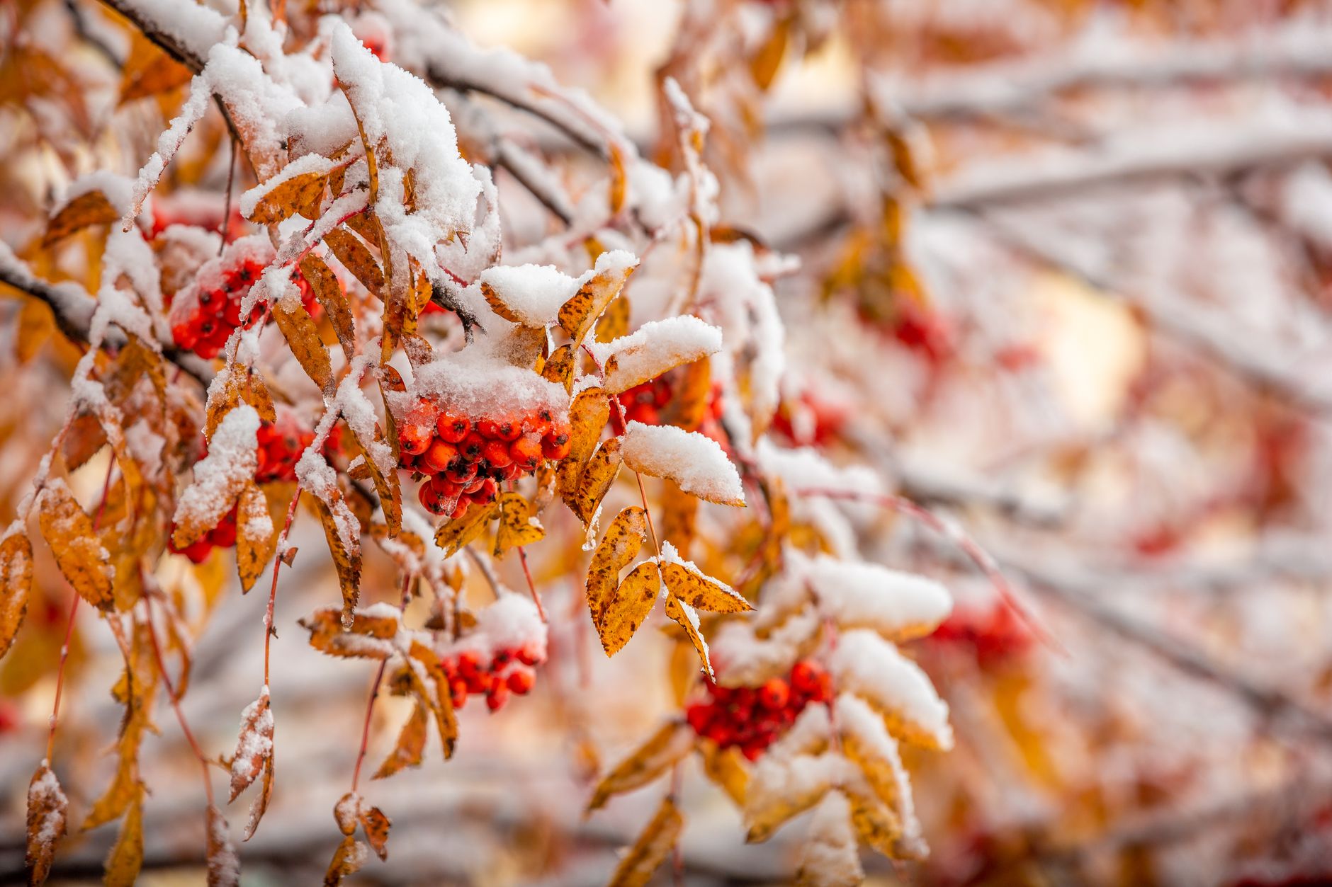 First snow hits Edmonton Saturday with wet flakes and gusty winds