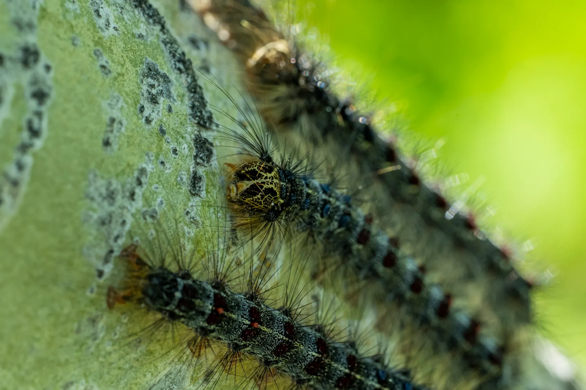 Forest tent caterpillars invading Edmonton tree canopy in record numbers