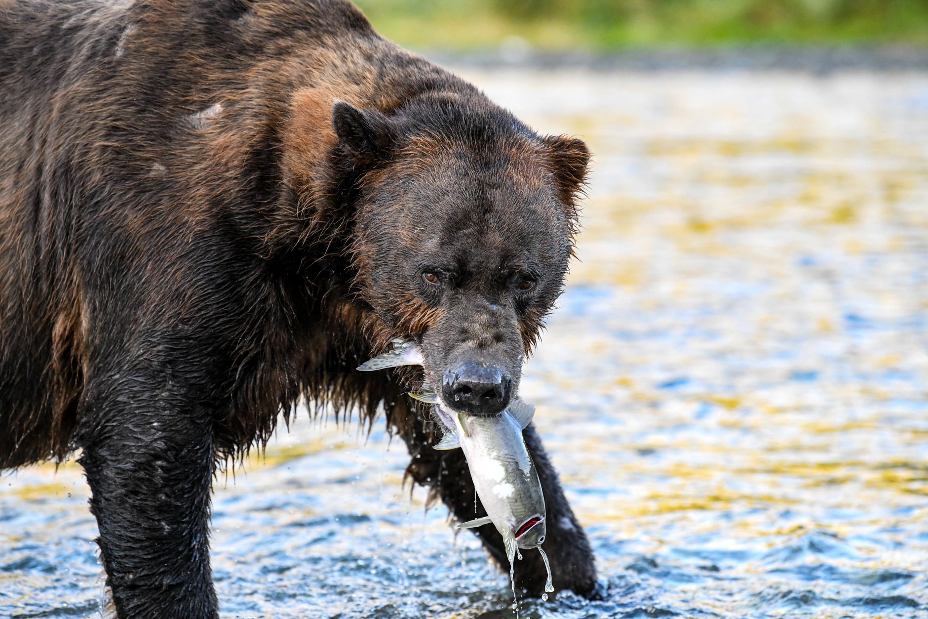 Hupačasath First Nation orders salmon farm hatchery to shut down