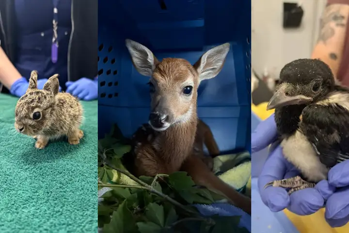 WILDNorth warns against rescuing baby animals this season