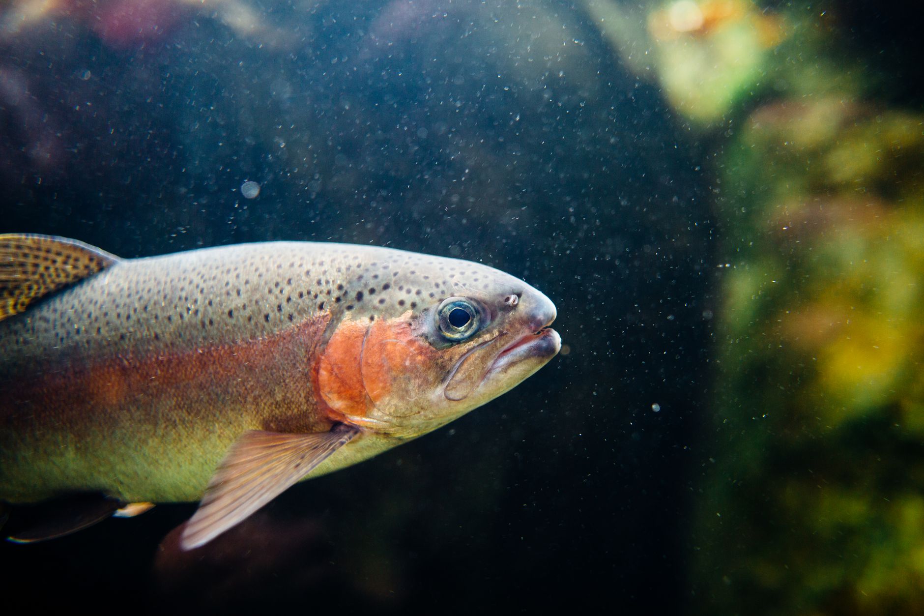 Parks Canada reports westslope cutthroat trout returning to Hidden Lake in Banff