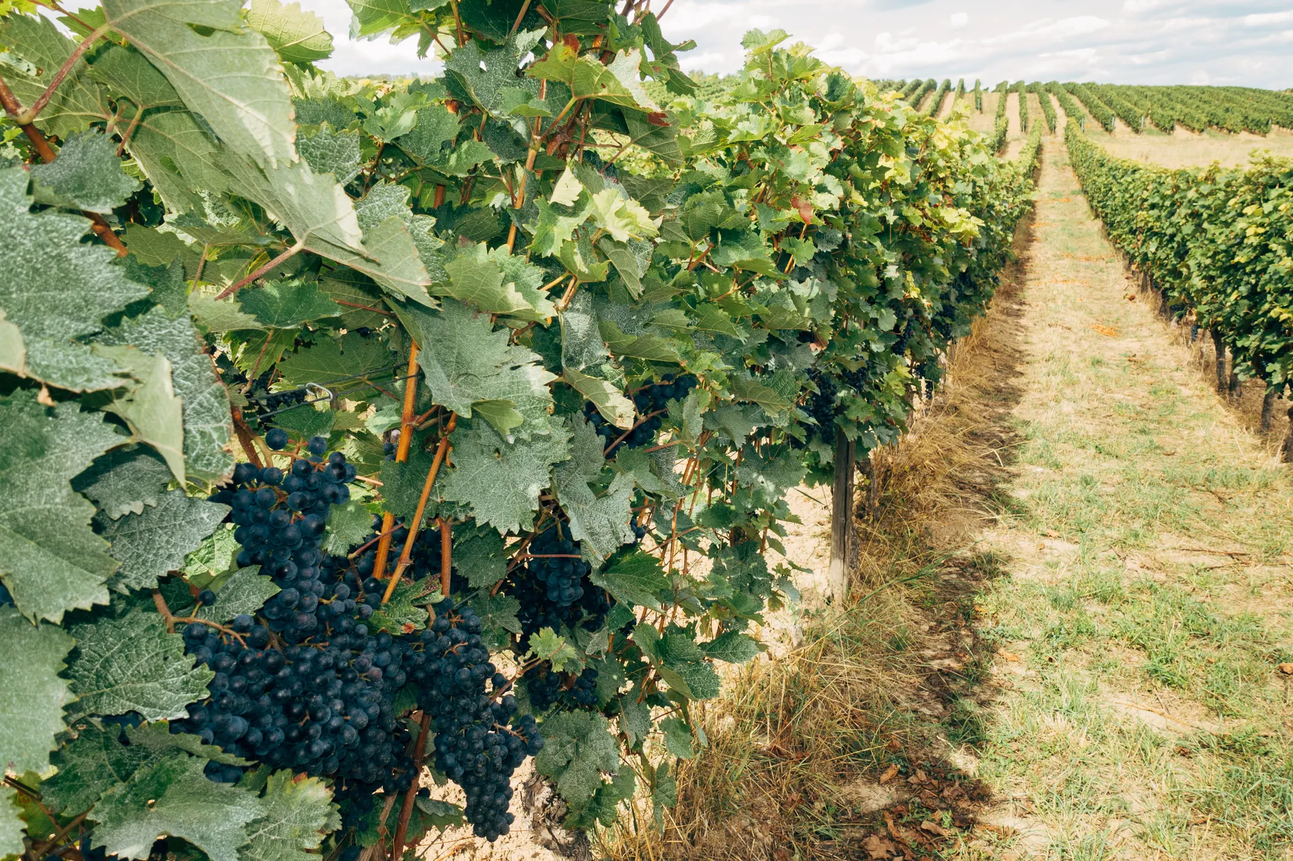 Okanagan's 2025 vintage emerges as standout year with vibrant whites and full-bodied reds