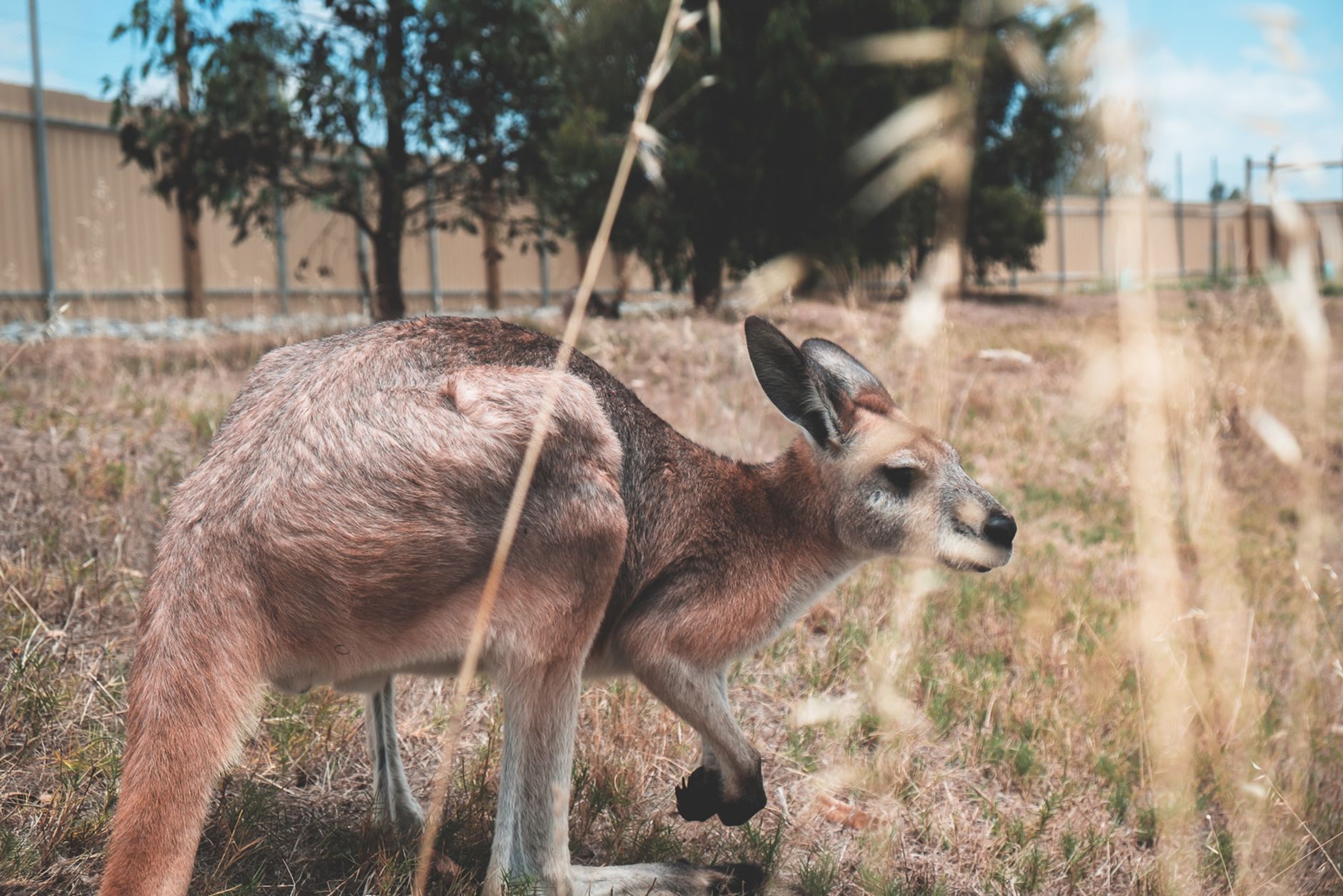 Kangaroo captured after five days on loose in Boucherville