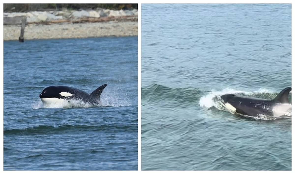 Orcas spotted repeatedly under Lions Gate Bridge and at Stanley Park