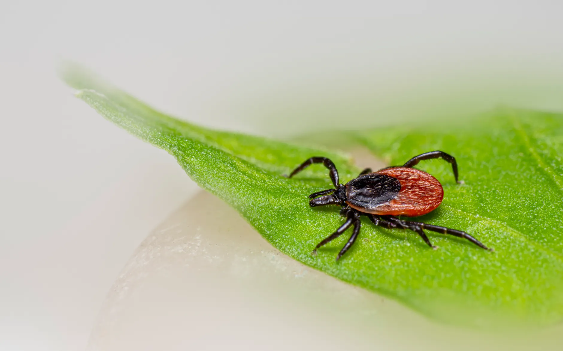 Ticks creeping into Edmonton as Lyme disease cases rise