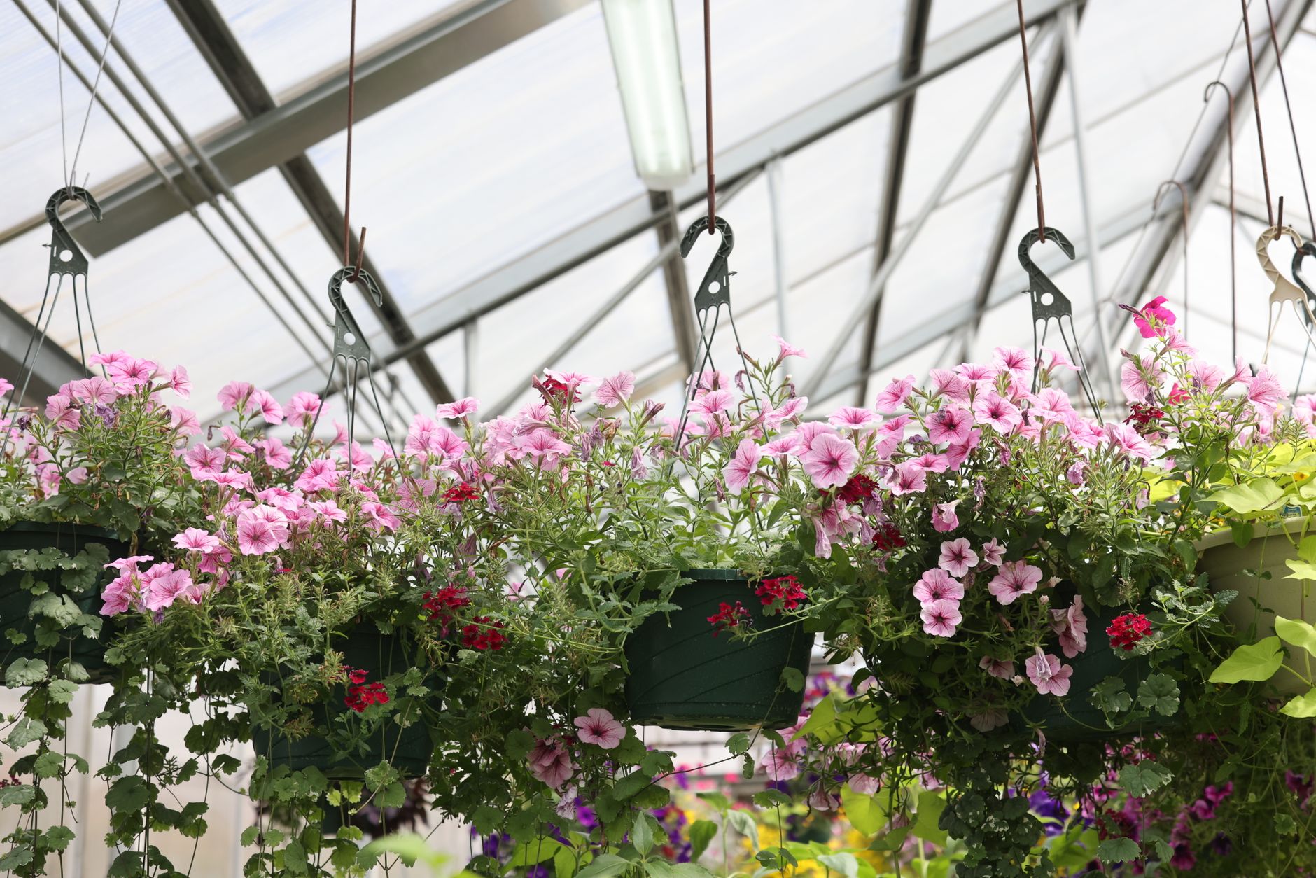 Airdrie Horticultural marks 25 years with free Garden Show on Saturday, August 8