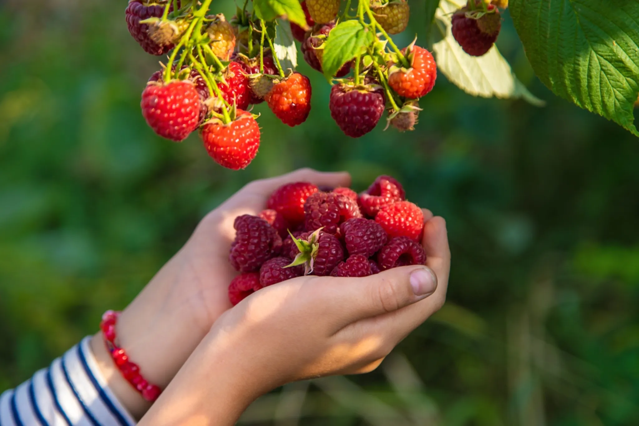 U-pick berry farms open for summer around Edmonton region