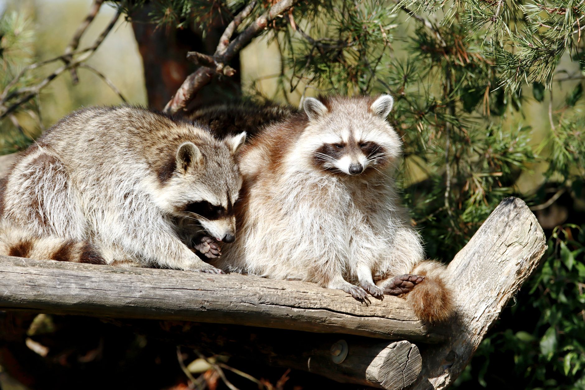 Quebec launches raccoon rabies vaccination blitz