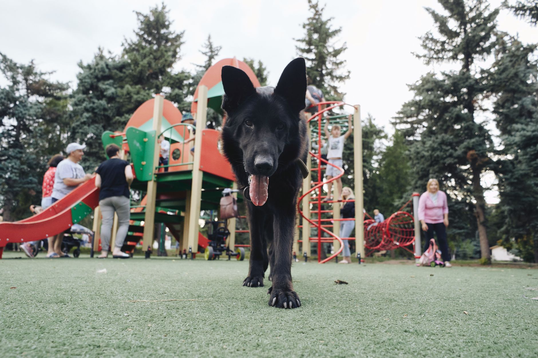 Ville-Marie dog park expands temporary enclosure after resident push during construction