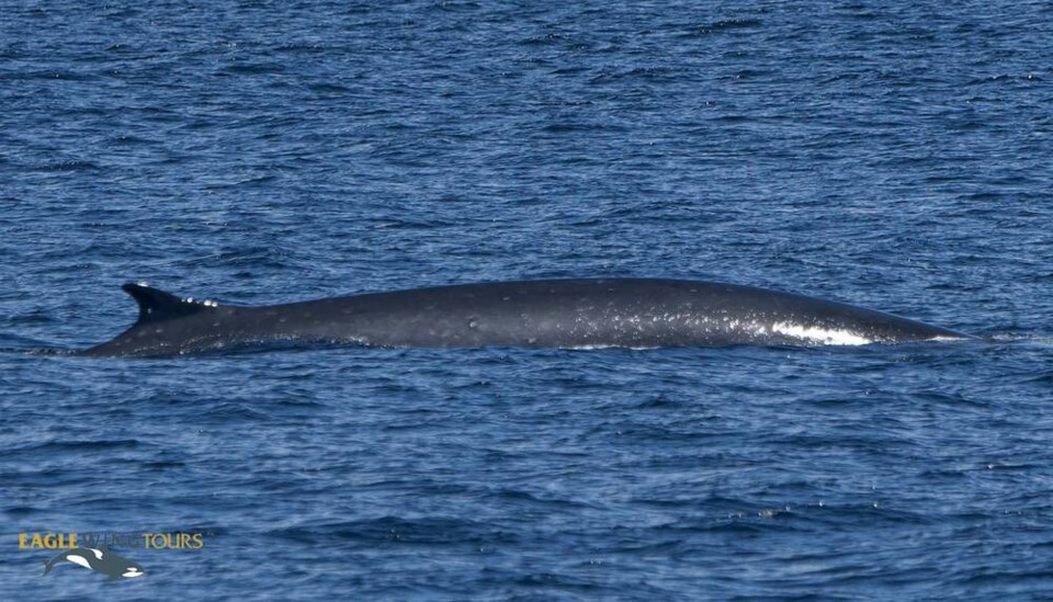 Fin whale, Earth's second-largest species, spotted off Vancouver Island west of Sooke