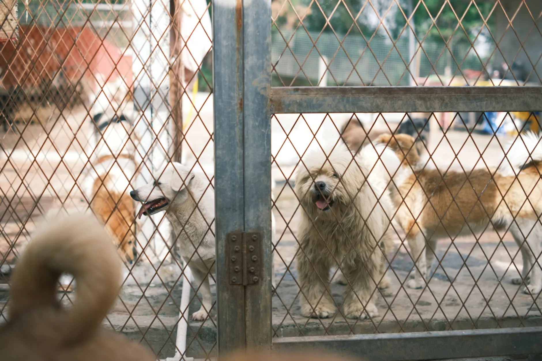 Proanima waiving adoption fees through July 19 as summer abandonment season peaks